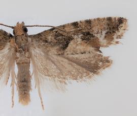  Male. © Loren Jones. Image used with permission.
